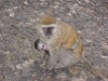 Velvet monkey 377